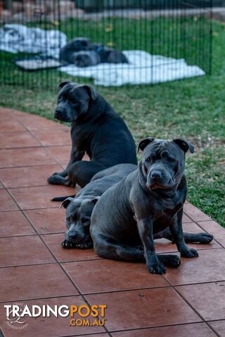 Pure Blue English Staffy Pups