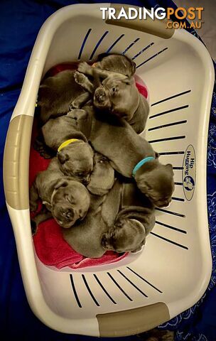 Pure Blue English Staffy Pups