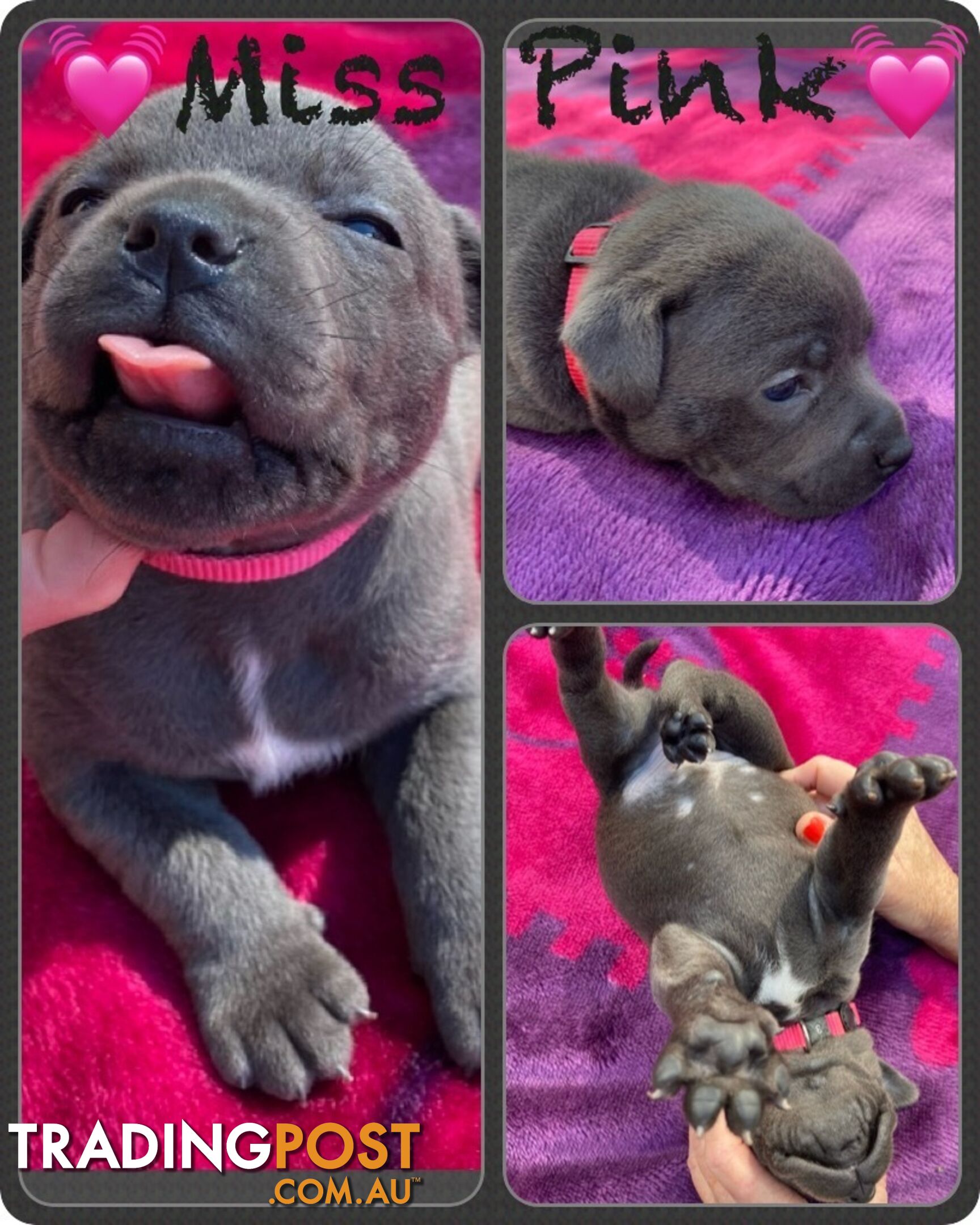 Pure Blue English Staffy Pups