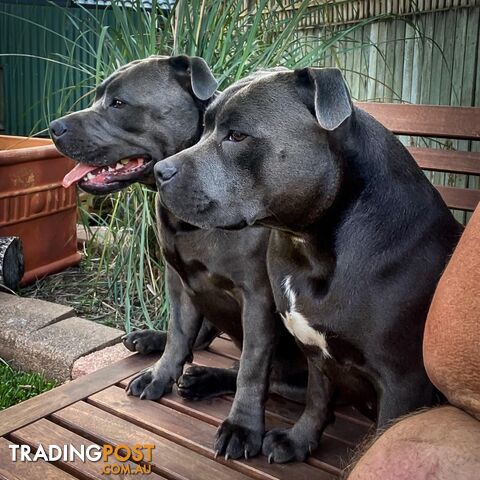 Pure Blue English Staffy Pups