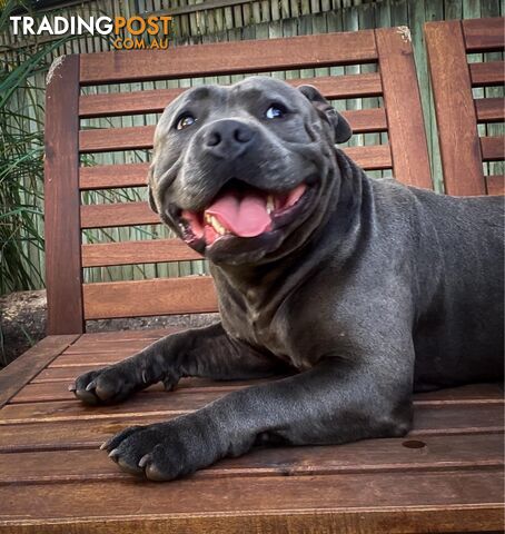 Pure Blue English Staffy Pups