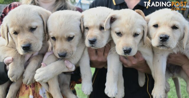 Labrador puppies