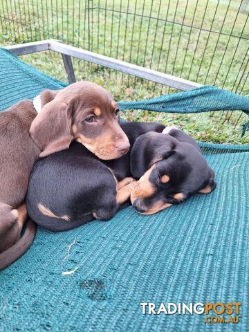 Miniature dachshund puppies