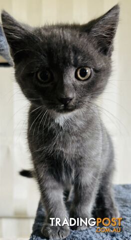 RUSSIAN BLUE PUREBRED KITTEN