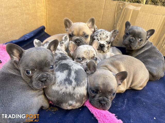 PUREBRED FRENCH BULLDOGS