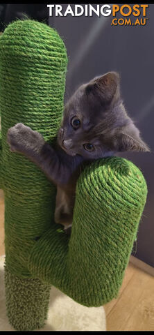 Russian Blue Purebred Kittens