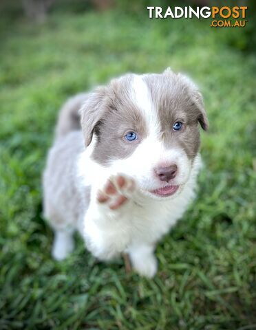 Lilac border collie puppies