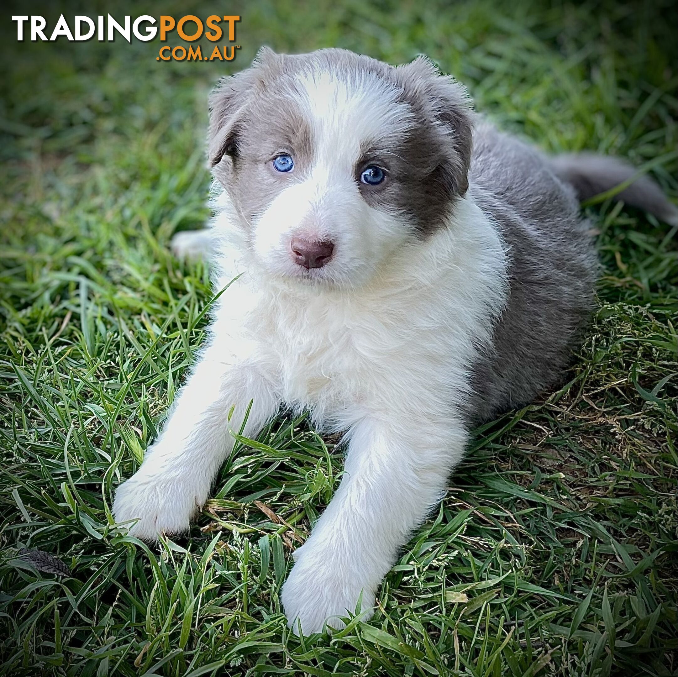 Lilac border collie puppies