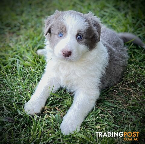 Lilac border collie puppies