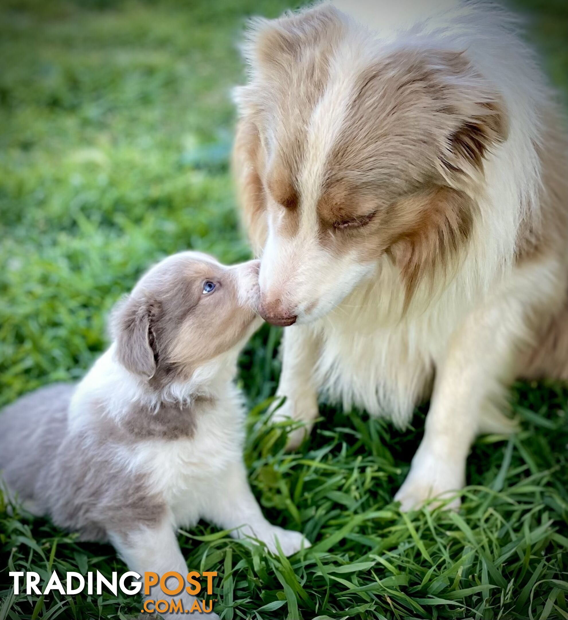 Lilac border collie puppies