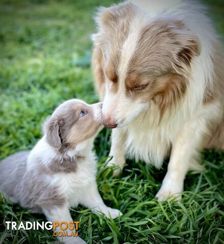 Lilac border collie puppies