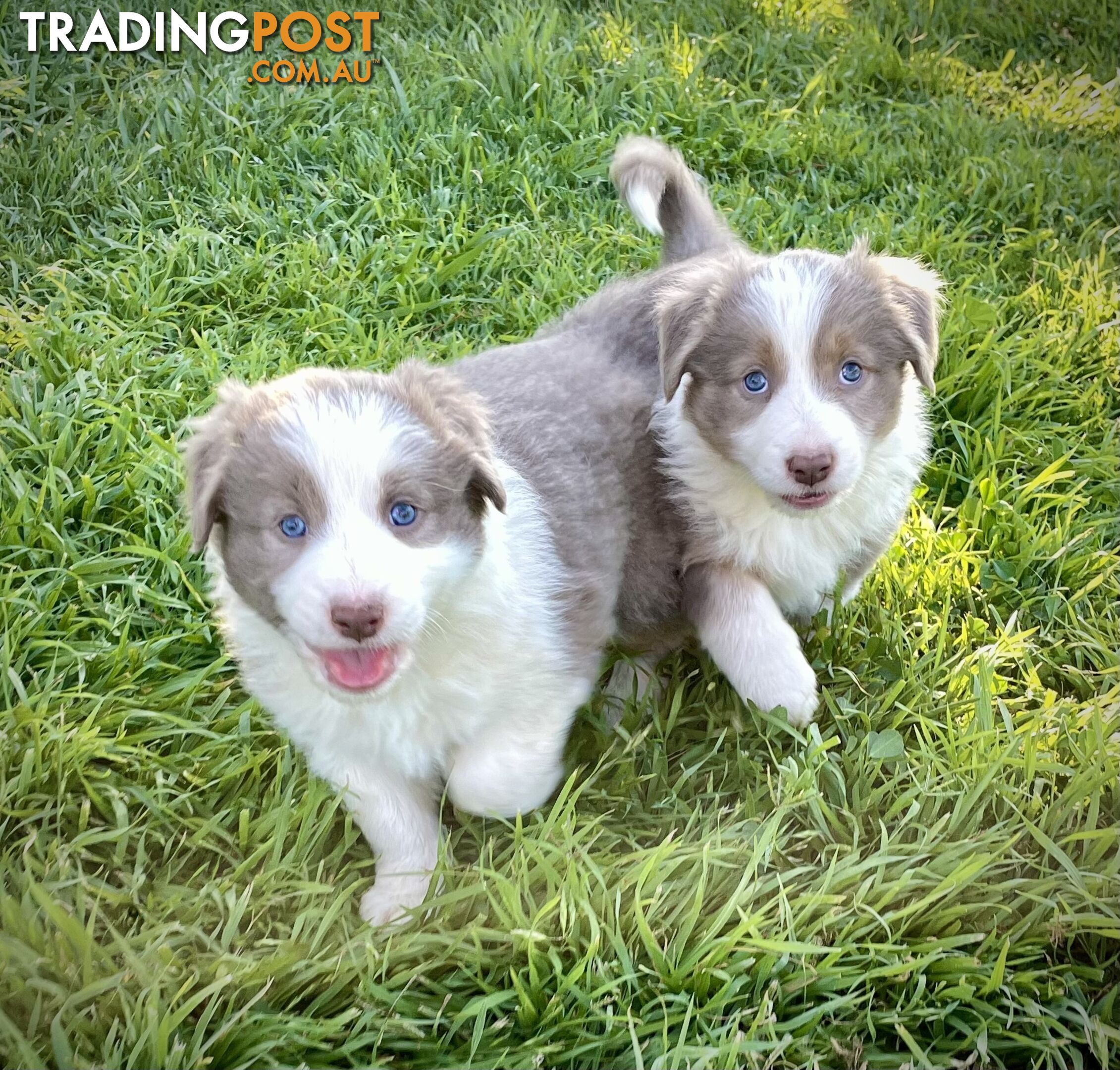 Lilac border collie puppies