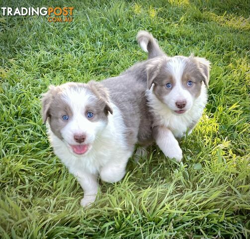 Lilac border collie puppies