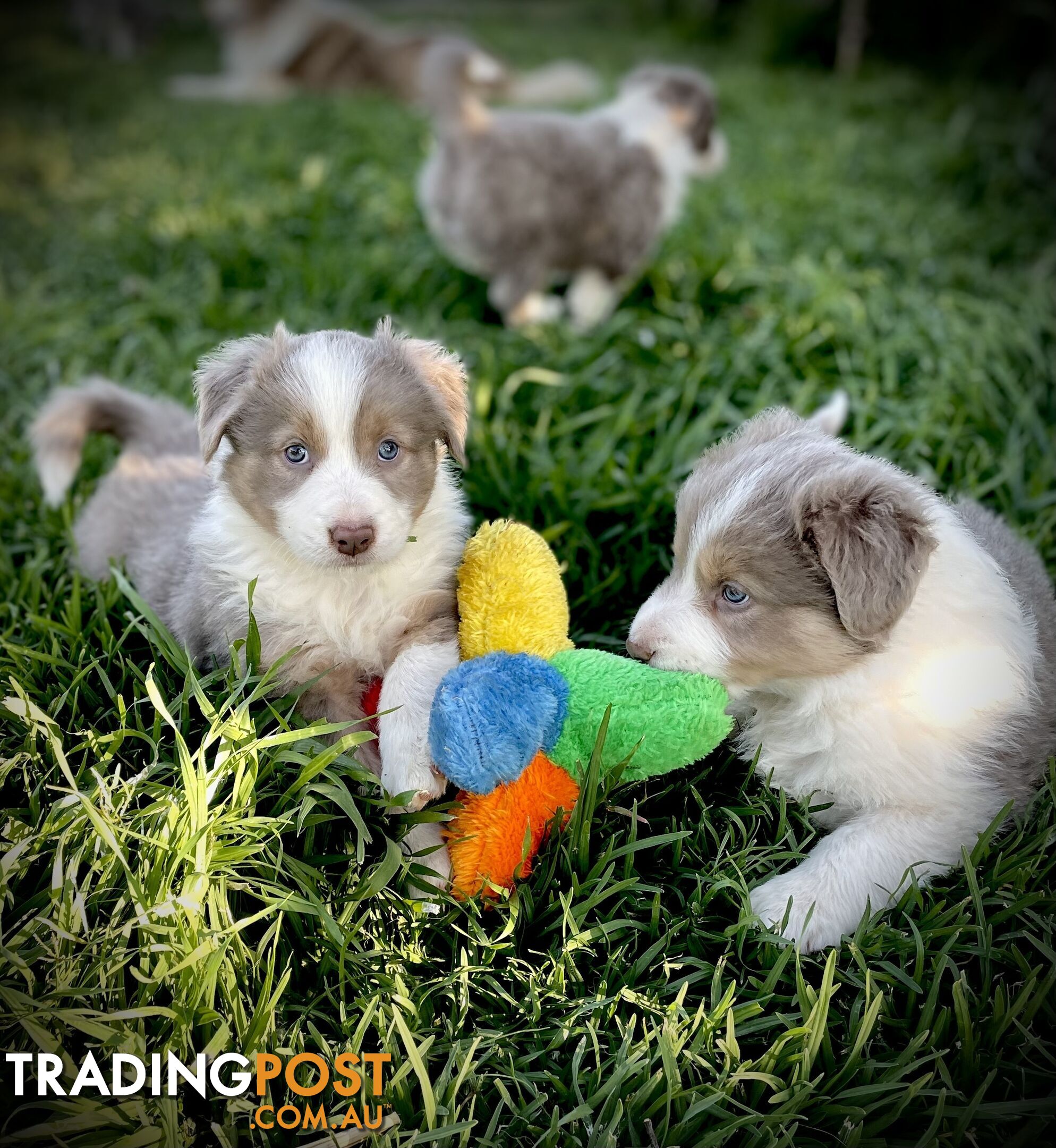 Lilac border collie puppies