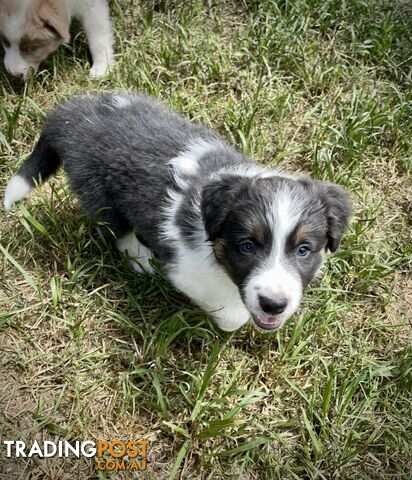 REDUCED - Purebred border collie puppies