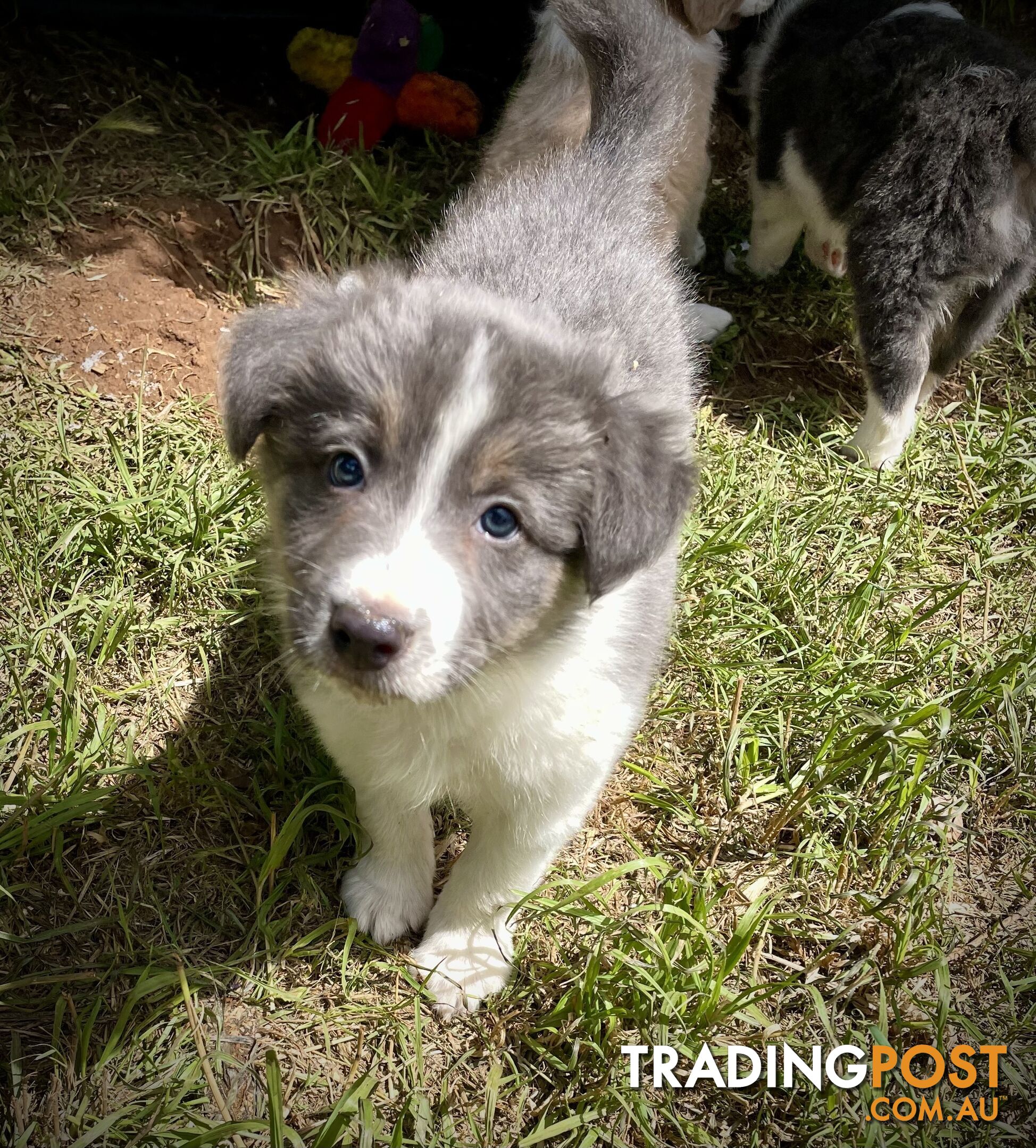 REDUCED - Purebred border collie puppies