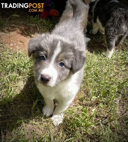 REDUCED - Purebred border collie puppies