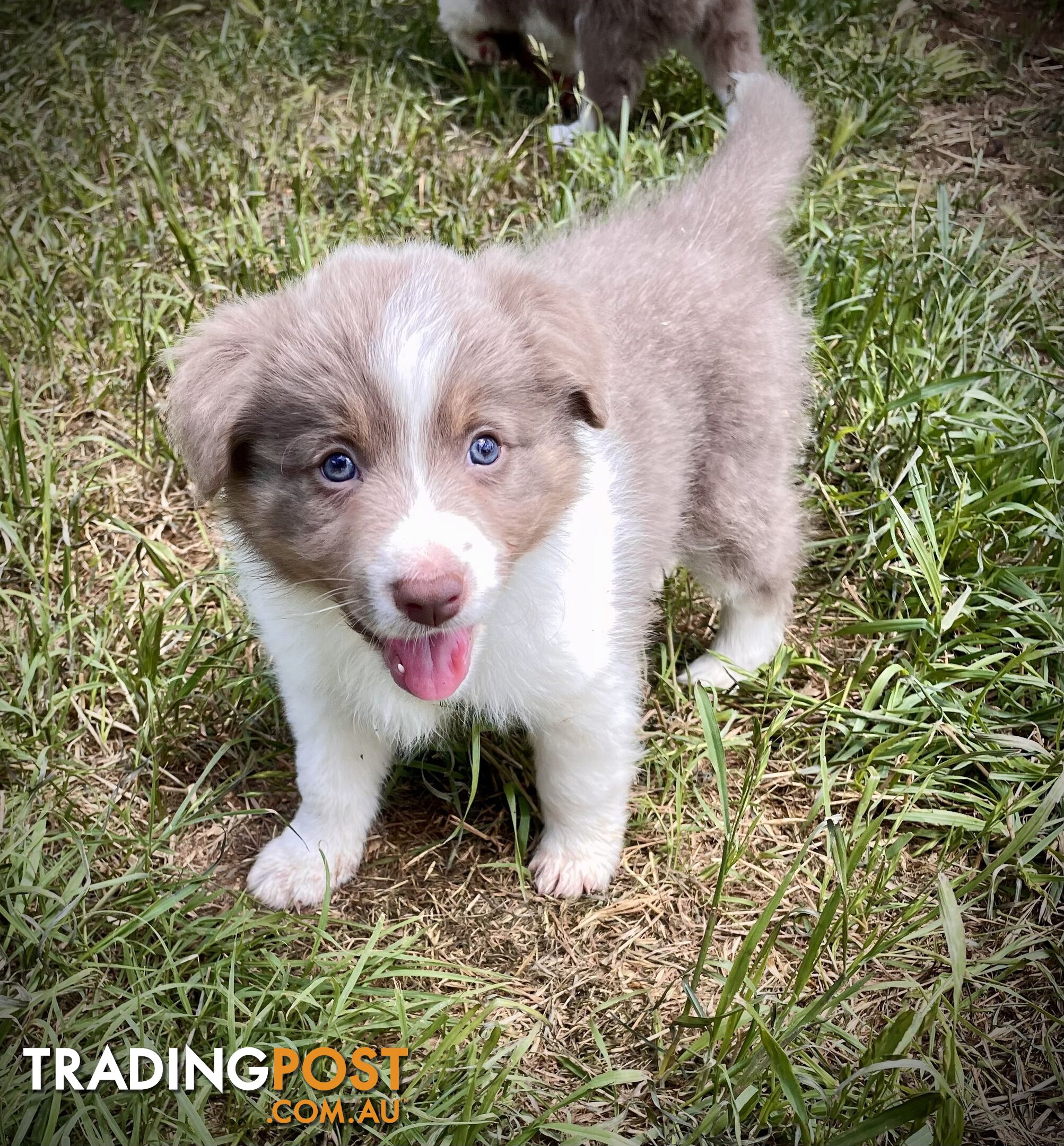 REDUCED - Purebred border collie puppies