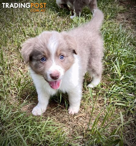 REDUCED - Purebred border collie puppies