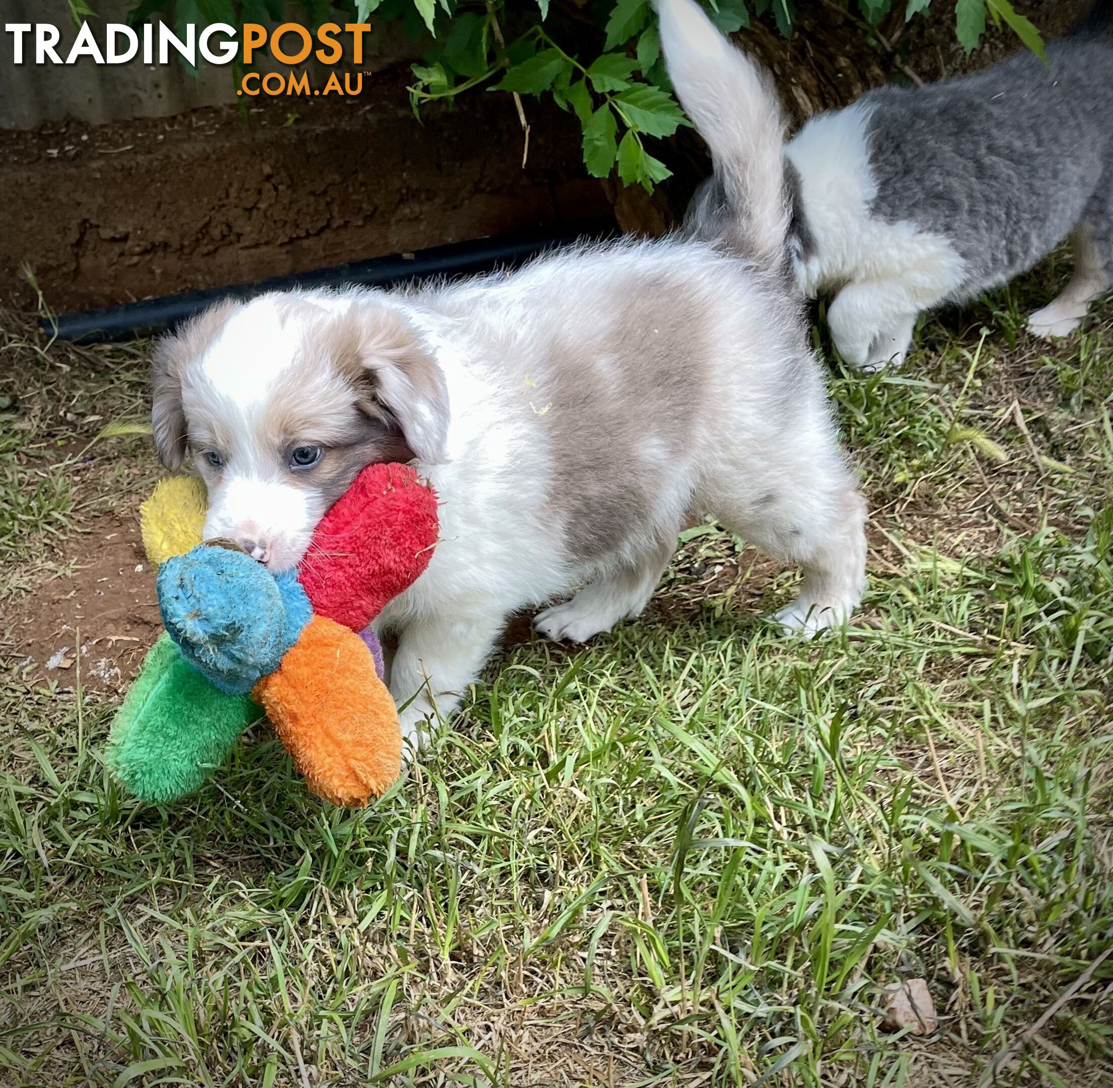 REDUCED - Purebred border collie puppies