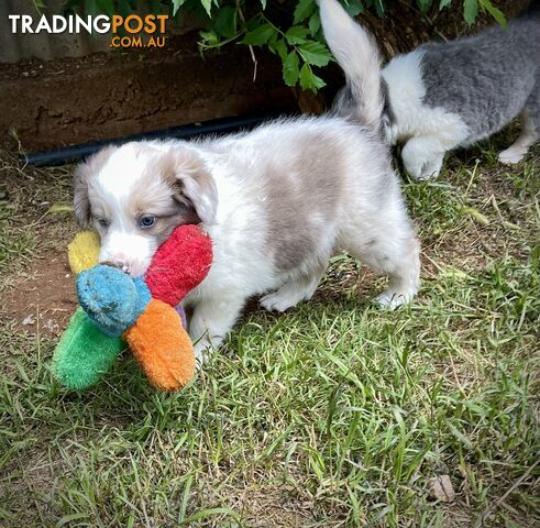 REDUCED - Purebred border collie puppies