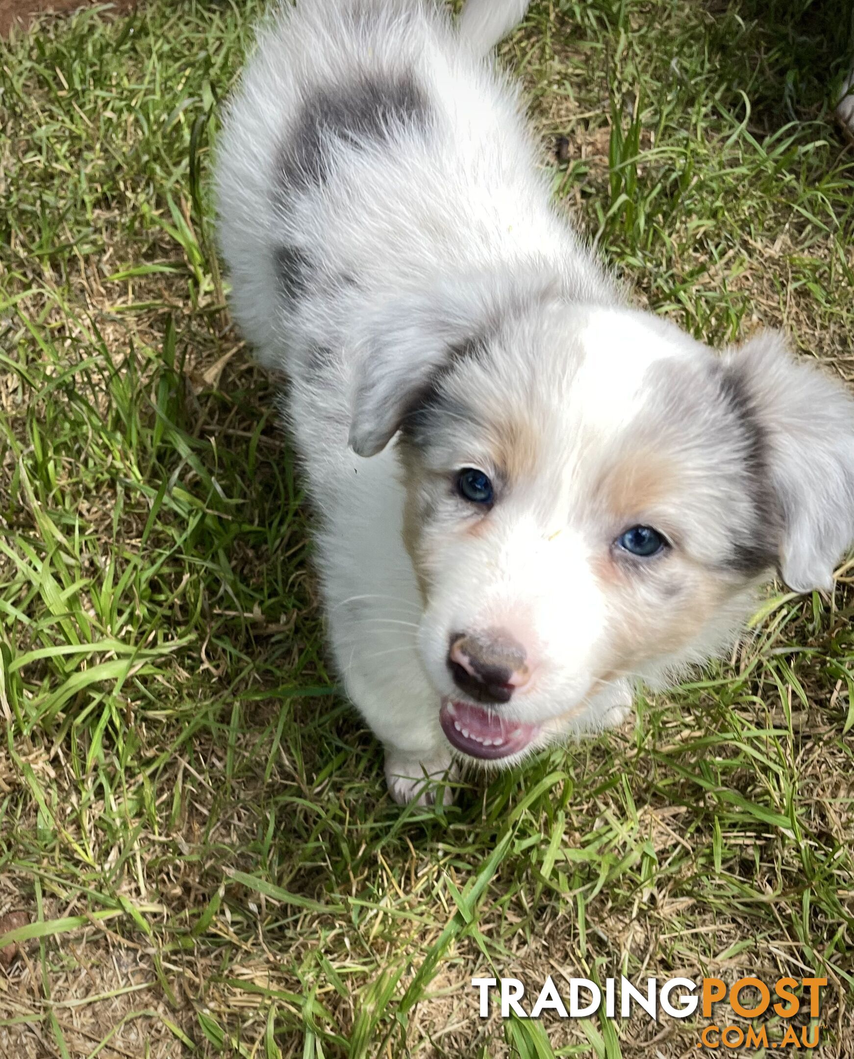 REDUCED - Purebred border collie puppies