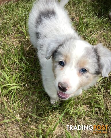 Purebred border collie puppies