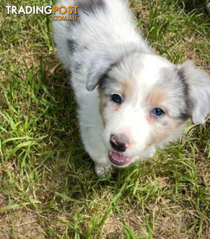 REDUCED - Purebred border collie puppies