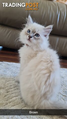 Ragdoll Kittens