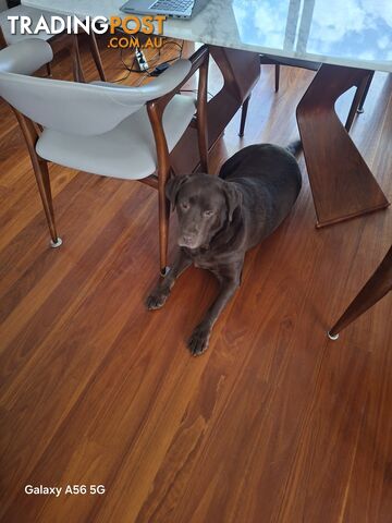 Chocolate Labrador - Free to a Good Home