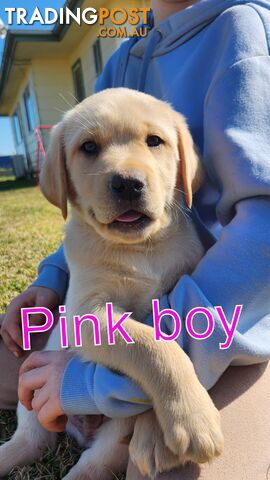 3 PURE BRED LABRADOR PUPPIES LEFT...