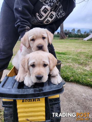 CHUBBY PURE BRED LABRADOR PUPPIES