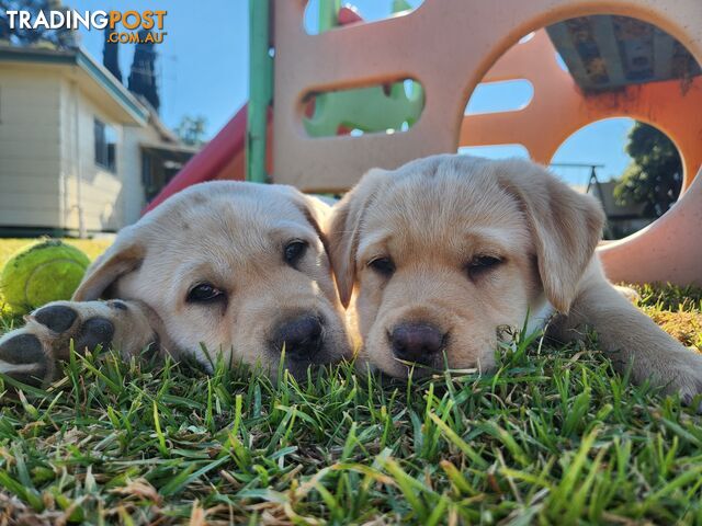 CHUBBY PURE BRED LABRADOR PUPPIES