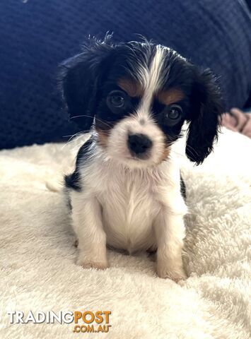 Cavalier King Charles Puppies - Purebred - READY NOW!
