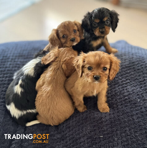 Cavalier King Charles Puppies - Purebred - READY NOW!