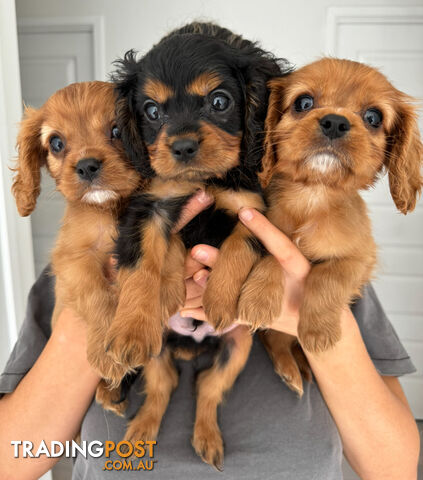 Cavalier King Charles Puppy - Purebred - ONE LEFT - READY NOW!