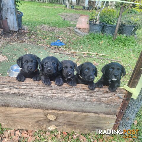 Labradoodle X Pupps