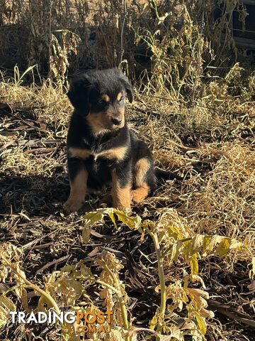 Very cute golden retriever pups x kelpie