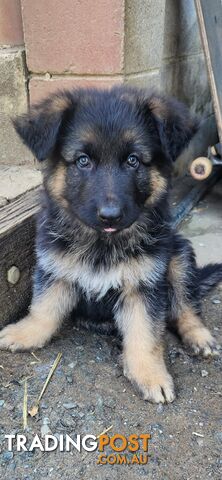 Long coat German shepherds male pups