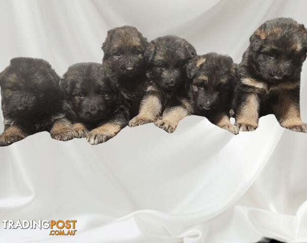 Long coat German shepherds male pups