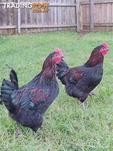 Two roosters