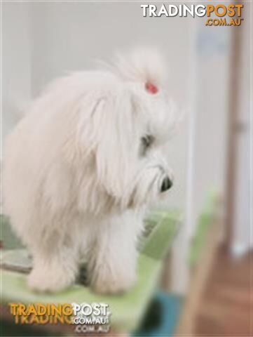 Gorgeous Maltese X Lhasa Apso Puppies