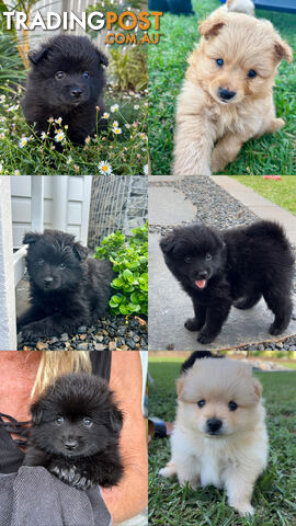 Pomeranian Puppies Female and Male