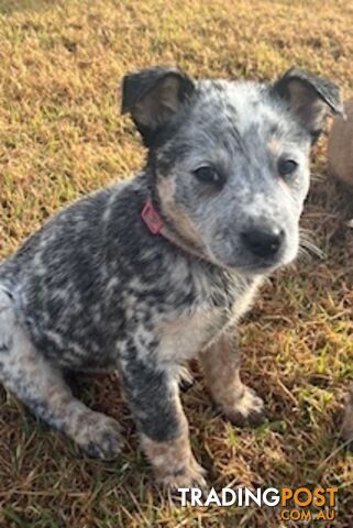 PURE BREED AUSTRALIAN CATTLE DOG PUPPIES