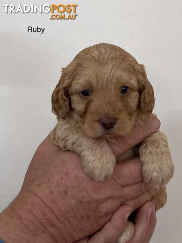 Schnoodle puppies for sale