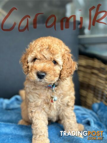 Cavoodle Puppies (7 weeks old - 2 girls, 1 boy left)