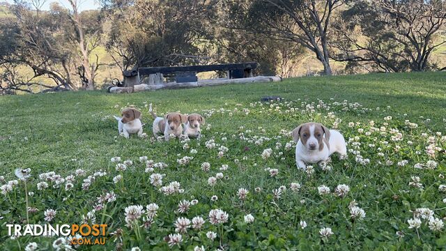 Isabella Pied Dachshund Puppies