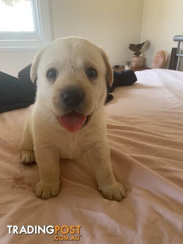 Beautiful Pure Bred Labradors