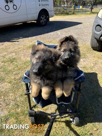 Pure bred German Shepherd puppies