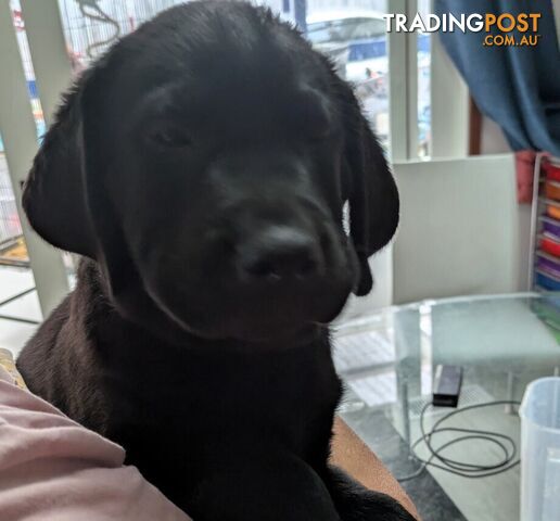 Black Labrador Pups